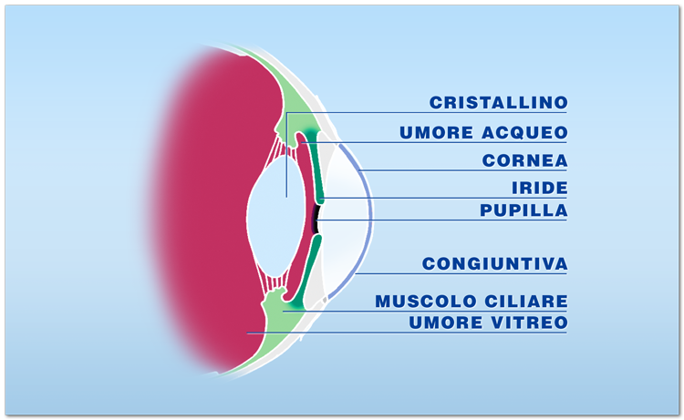 Quali tessuti possono essere trapiantati: la cornea