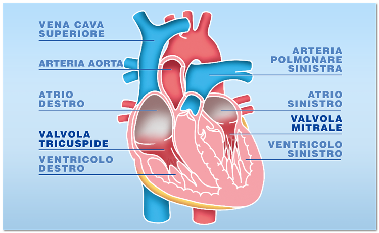 Quali tessuti possono essere trapiantati: le valvole cardiache