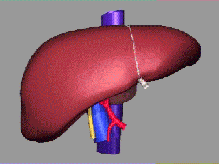 Tecnica di split liver nel trapianto di fegato
