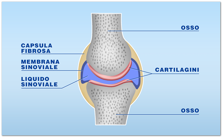 Quali tessuti possono essere trapiantati: le cartilagini