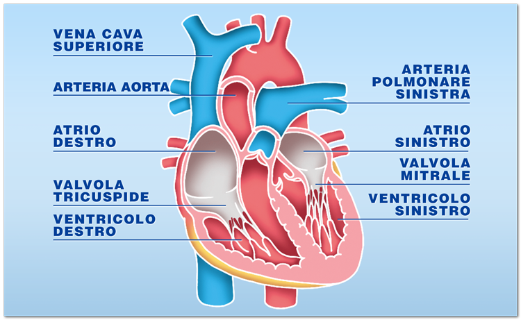 Quali organi possono essere trapiantati: il cuore