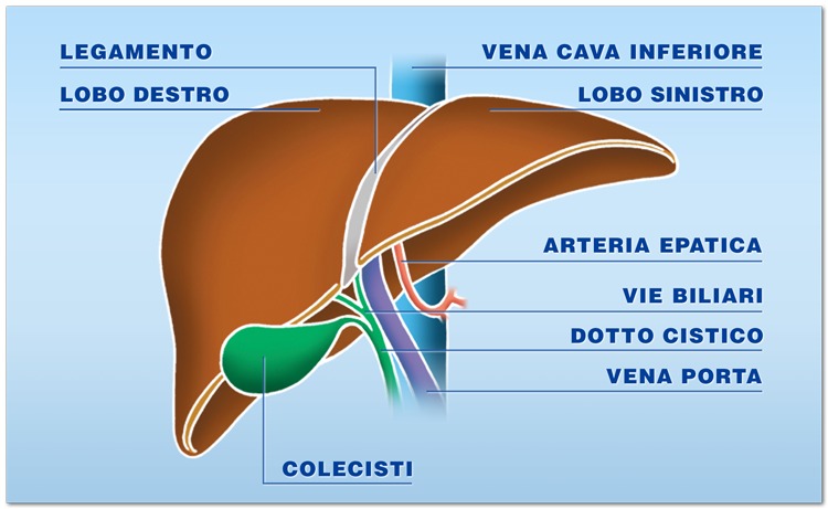 Quali organi possono essere trapiantati: il fegato