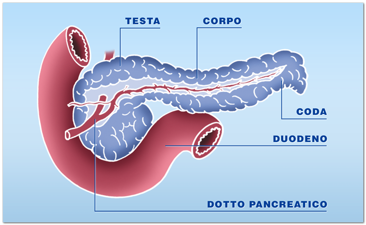 Quali organi possono essere trapiantati: il pancreas e le isole pancreatiche