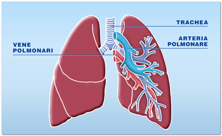 Quali organi possono essere trapiantati: il polmone