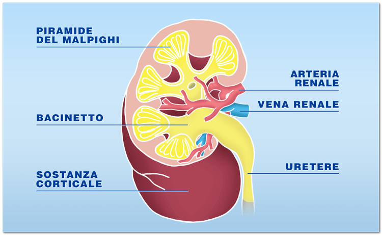 Quali organi possono essere trapiantati: il rene